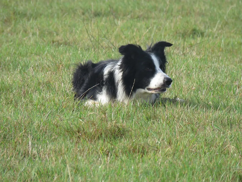 Epilepsia en perros