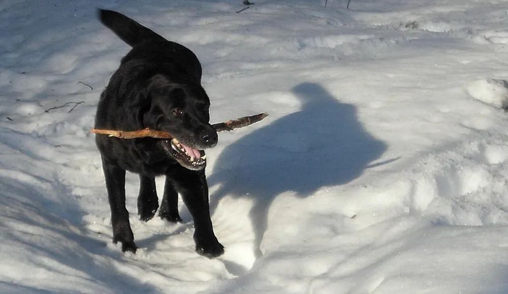 Rotura de ligamento cruzado en perros