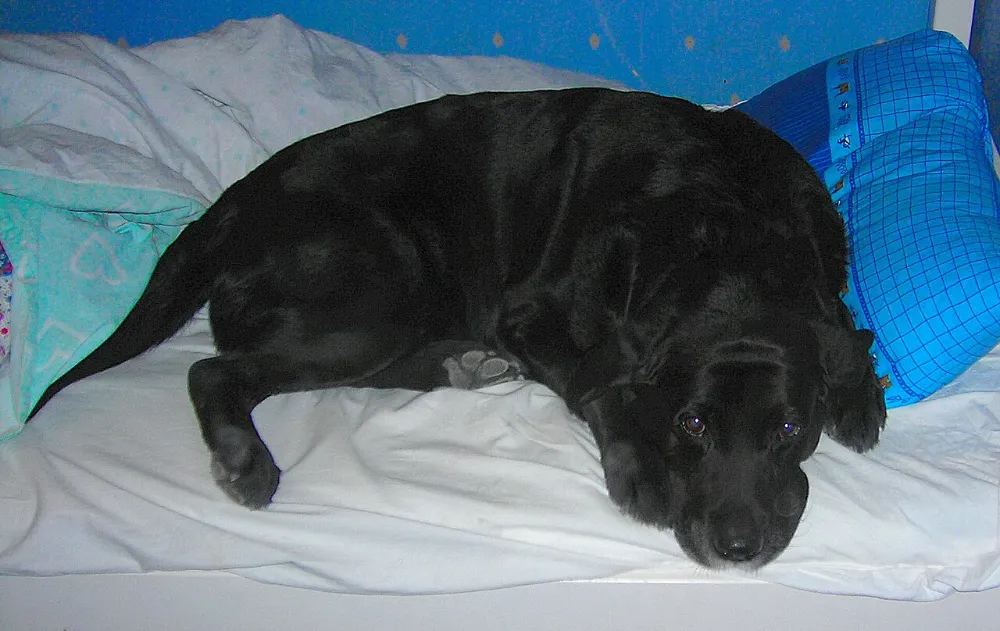 Enfermedad renal en perros