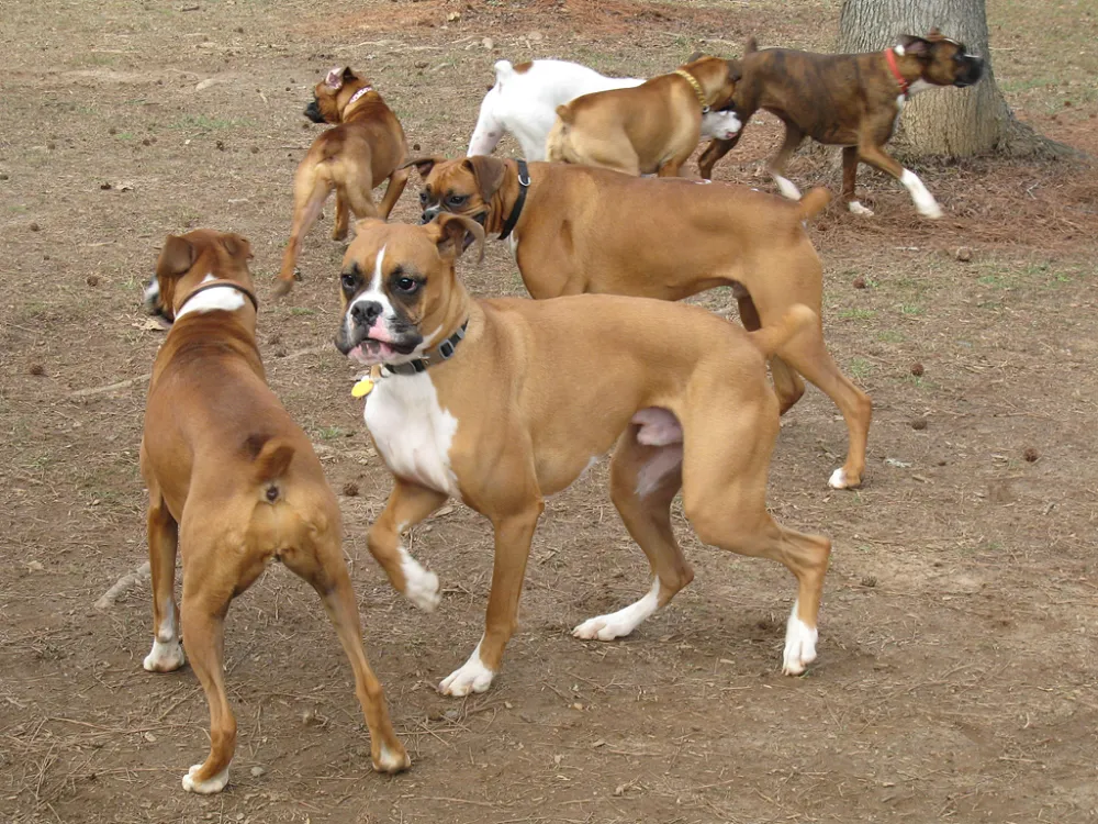 Tos de las perreras