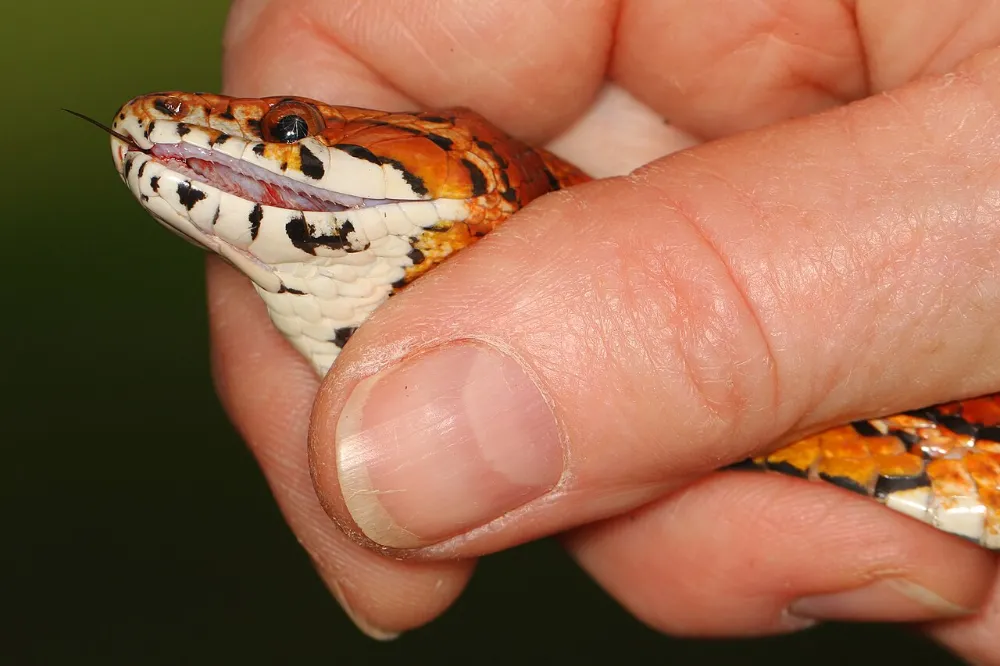 Antes de tener un reptil