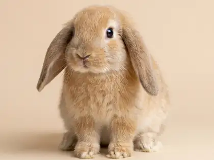 Conejo belier de pelo canela sentado de frente