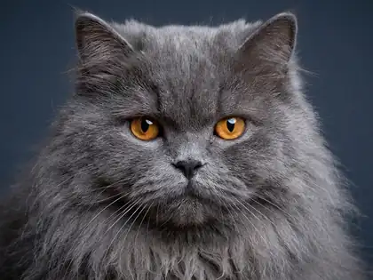 Gato gris de pelo largo y ojos ámbar