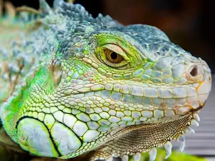 Primer plano de una iguana verde