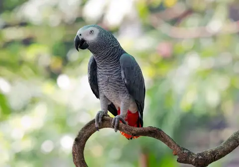 Loro gris africano en una rama