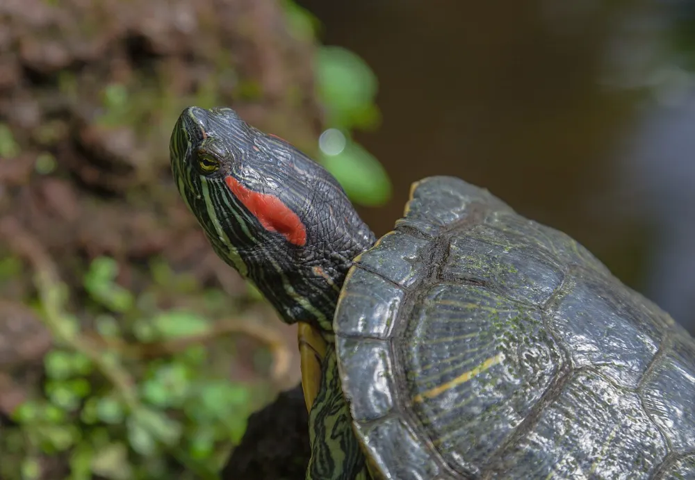 Cuidados de tortugas acuáticas y terrestres