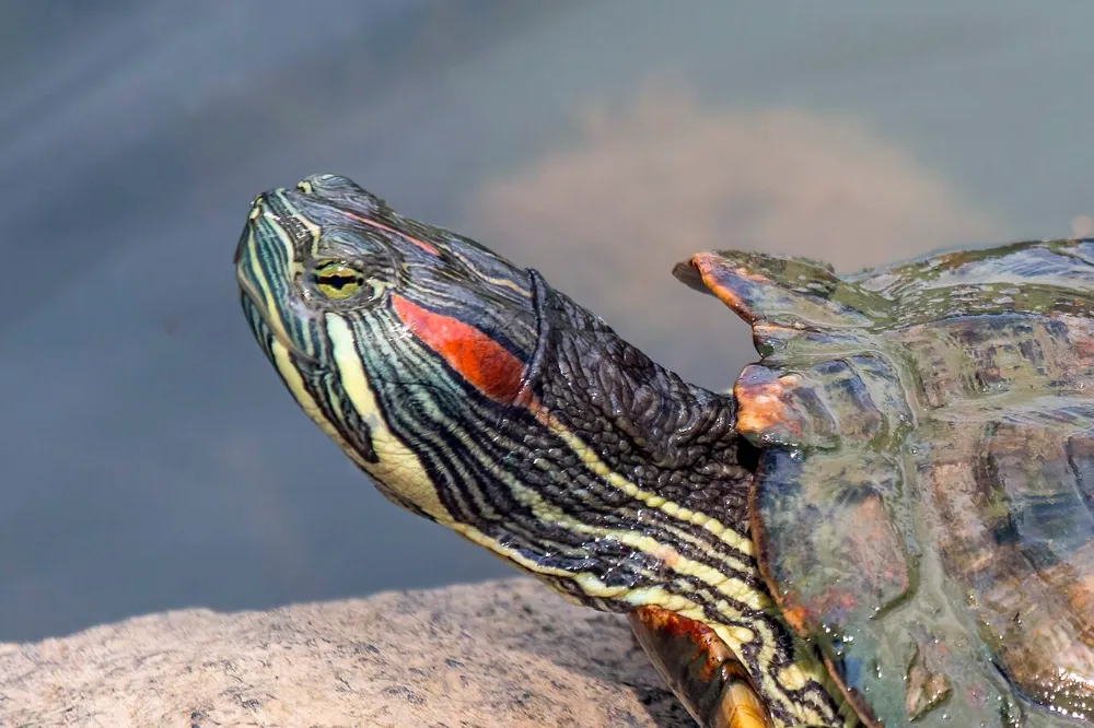 Tortuga de orejas rojas (otra foto)