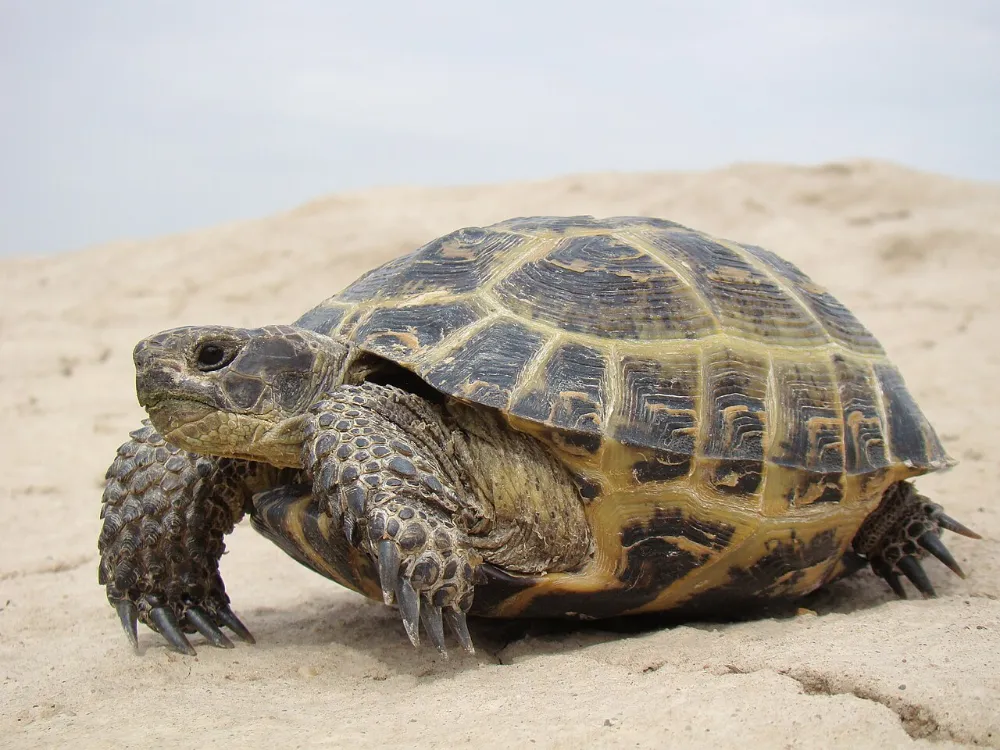 Brumación e hibernación en reptiles