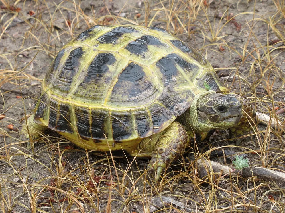 Tortuga rusa (otra foto)